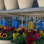 Colorful pansies in spring planters at Home Depot garden center